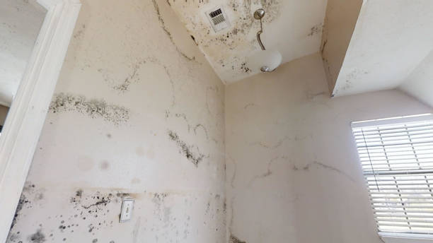  East Norwich, NY Mold Removal Pros