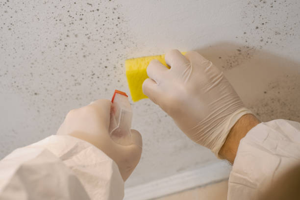 Best Real Estate Mold Inspection  in East Norwich, NY