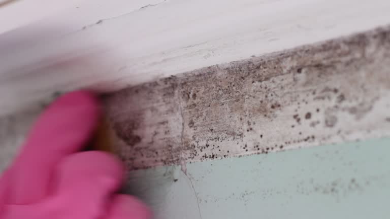 Mold Documentation for Insurance Claims in East Norwich, NY